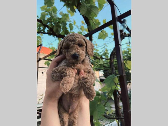 štenci patuljaste pudle besplatni mali oglasi