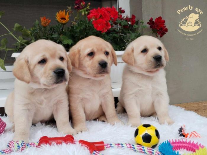 labrador retriver štenci besplatni mali oglasi