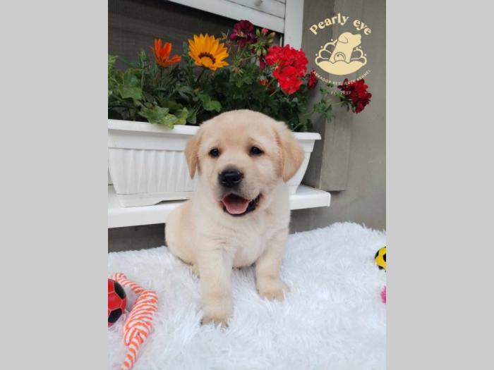 labrador retriver štenci besplatni mali oglasi