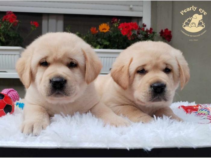 labrador retriver štenci besplatni mali oglasi