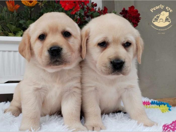 labrador retriver štenci besplatni mali oglasi
