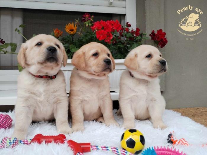 labrador retriver štenci besplatni mali oglasi