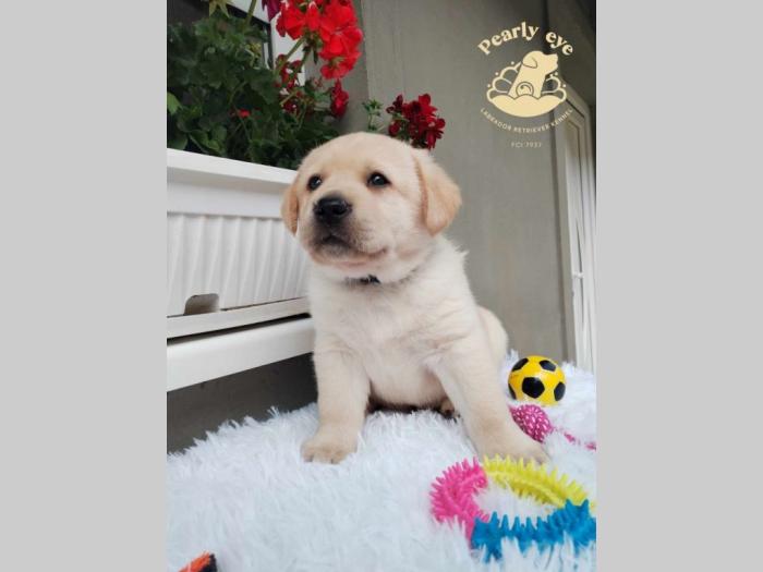 labrador retriver štenci besplatni mali oglasi