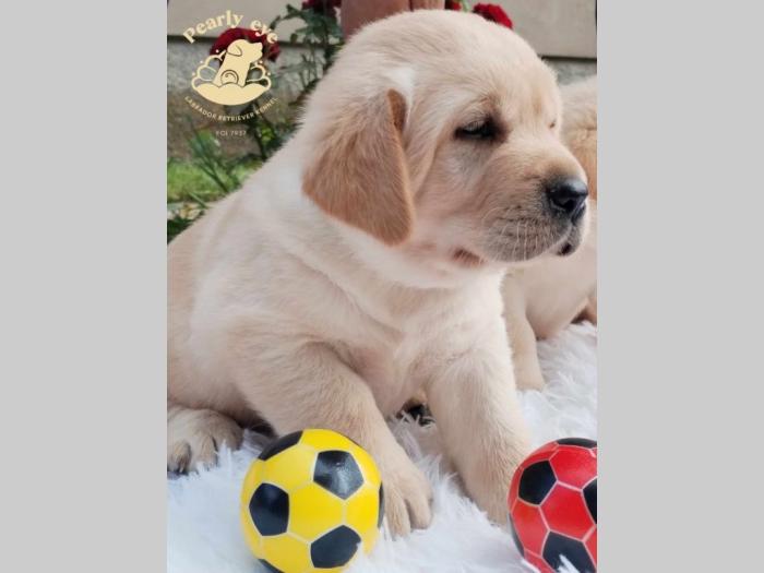 labrador retriver štenci besplatni mali oglasi