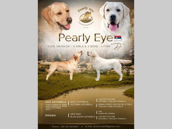 labrador retriver štenci besplatni mali oglasi