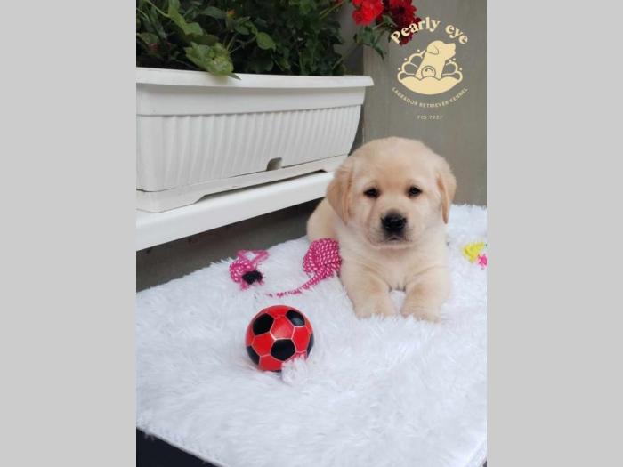 labrador retriver štenci besplatni mali oglasi