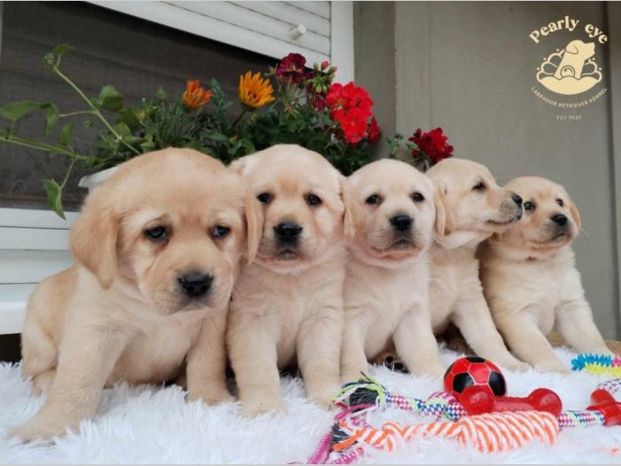 labrador retriver štenci besplatni mali oglasi