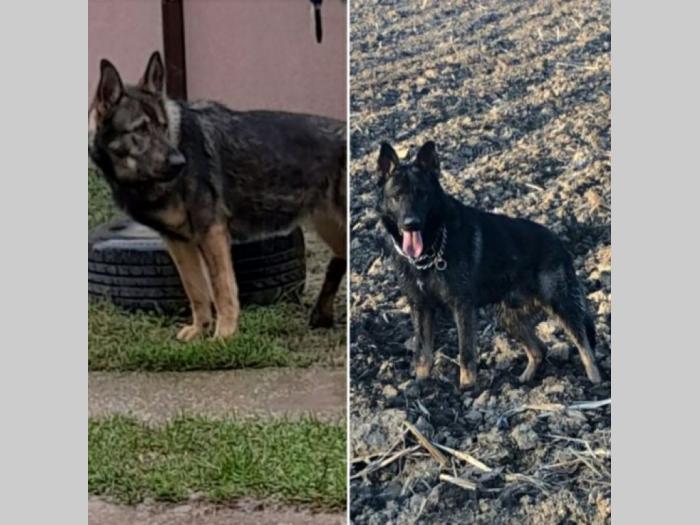 gvozdeno sivi nemački ovčar štenci besplatni mali oglasi