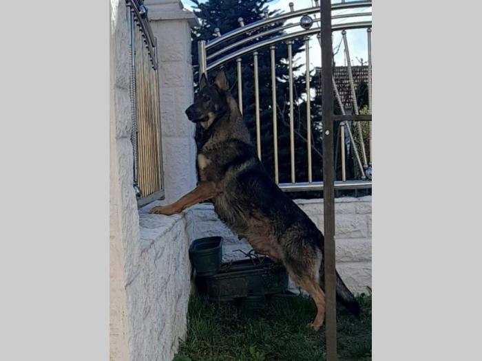 gvozdeno sivi nemački ovčar štenci besplatni mali oglasi