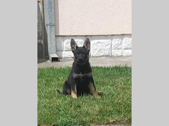 gvozdeno sivi nemački ovčar štenci besplatni mali oglasi