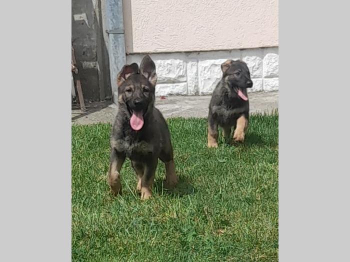 gvozdeno sivi nemački ovčar štenci besplatni mali oglasi