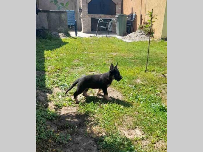 gvozdeno sivi nemački ovčar štenci besplatni mali oglasi
