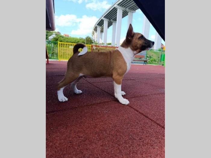 basenji štenci besplatni mali oglasi