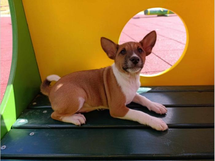 basenji štenci besplatni mali oglasi