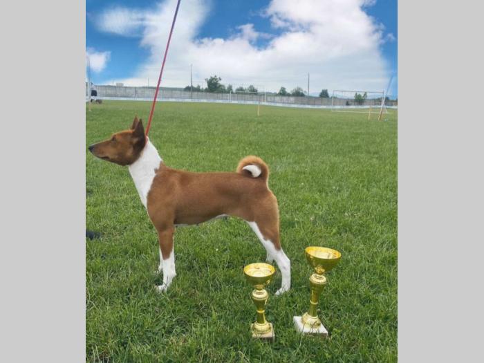 basenji štenci besplatni mali oglasi