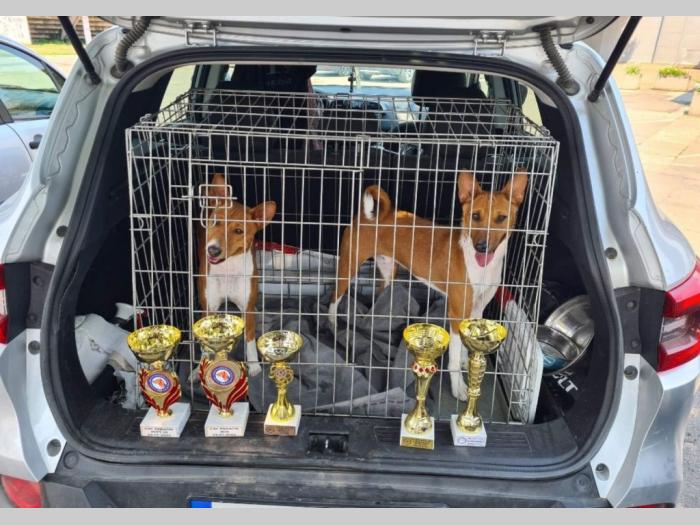 basenji štenci besplatni mali oglasi