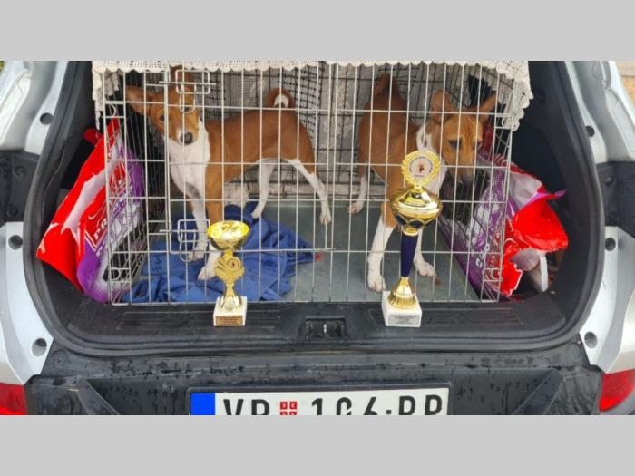 basenji štenci besplatni mali oglasi