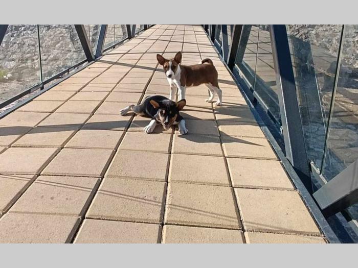 basenji štenci besplatni mali oglasi