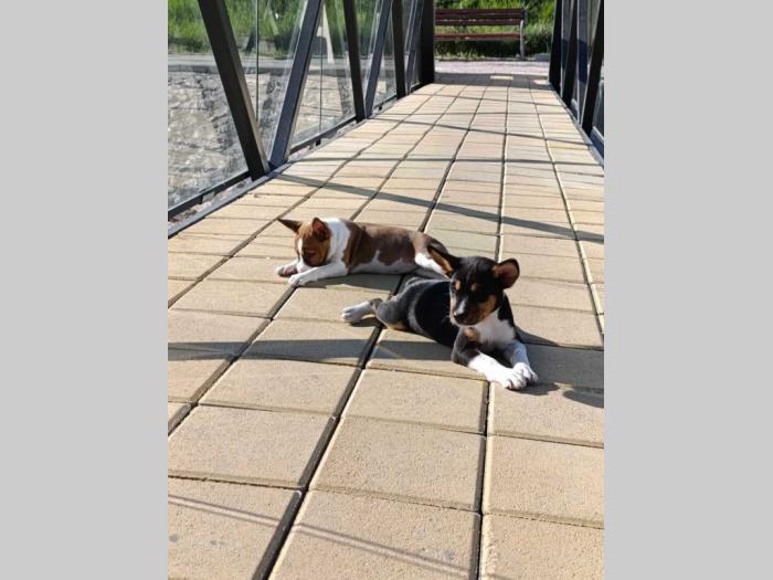 basenji štenci besplatni mali oglasi