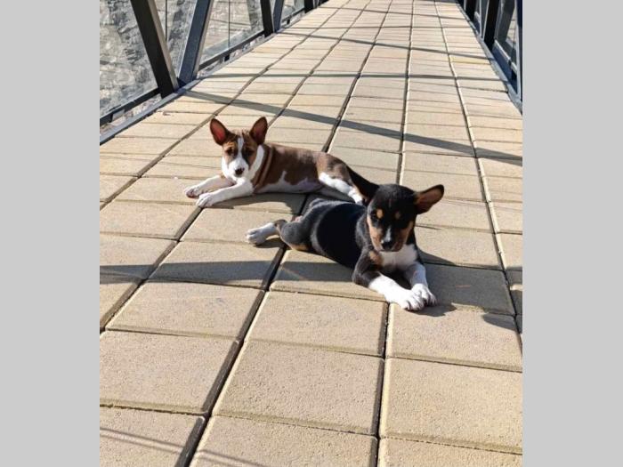 basenji štenci besplatni mali oglasi