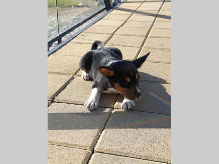 basenji štenci besplatni mali oglasi