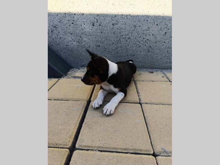 basenji štenci besplatni mali oglasi
