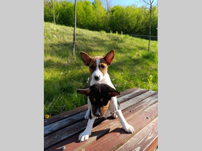 basenji štenci besplatni mali oglasi