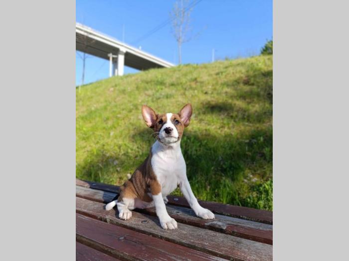 basenji štenci besplatni mali oglasi
