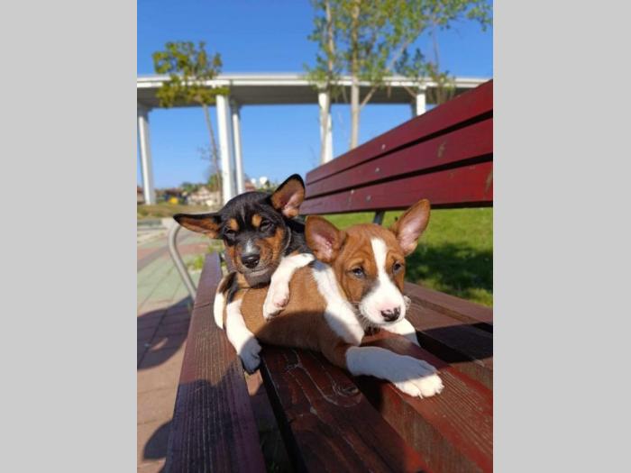 basenji štenci besplatni mali oglasi