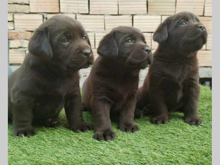 labrador retriver braon i žuti štenci besplatni mali oglasi