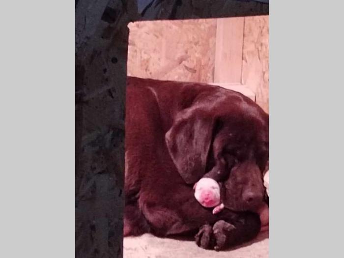 labrador retriver braon i žuti štenci besplatni mali oglasi