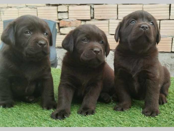 labrador retriver braon i žuti štenci besplatni mali oglasi