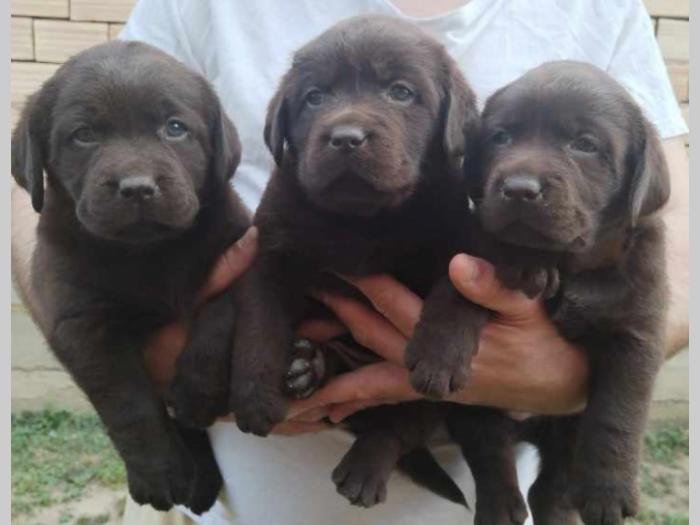 labrador retriver braon i žuti štenci besplatni mali oglasi