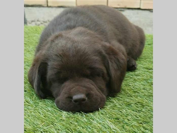 labrador retriver braon i žuti štenci besplatni mali oglasi