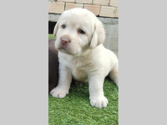labrador retriver braon i žuti štenci besplatni mali oglasi