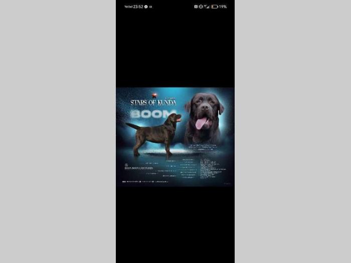 labrador retriver braon i žuti štenci besplatni mali oglasi