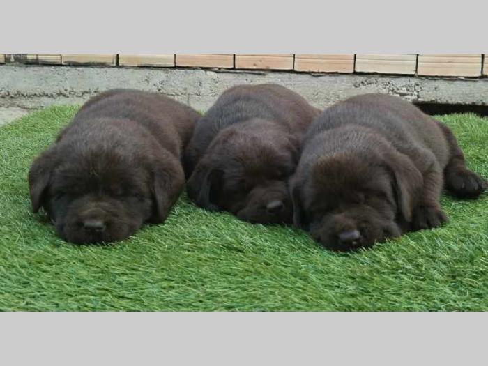 labrador retriver braon i žuti štenci besplatni mali oglasi