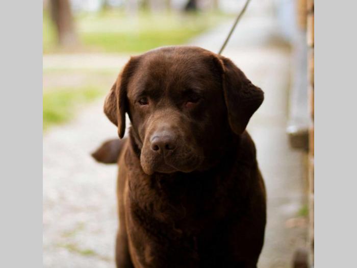 labrador retriver braon i žuti štenci besplatni mali oglasi