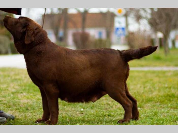 labrador retriver braon i žuti štenci besplatni mali oglasi