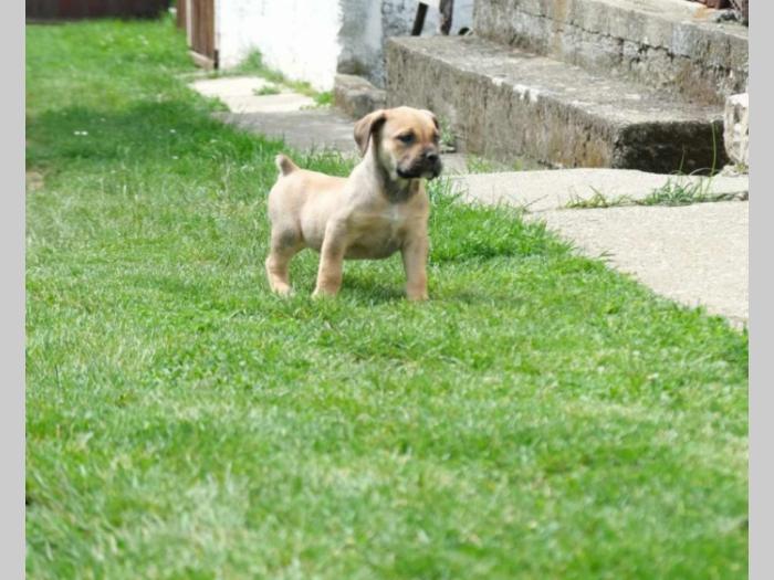 južnoafrički mastif burbul štenci besplatni mali oglasi
