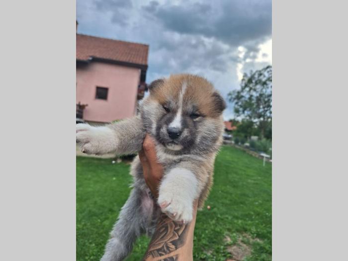 japanska akita štenci besplatni mali oglasi