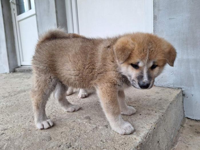 japanska akita štenci besplatni mali oglasi