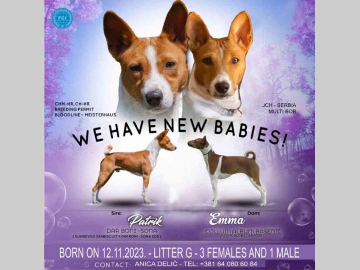 basenji žensko štene besplatni mali oglasi