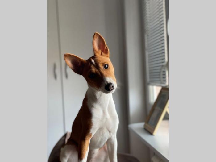 basenji žensko štene besplatni mali oglasi