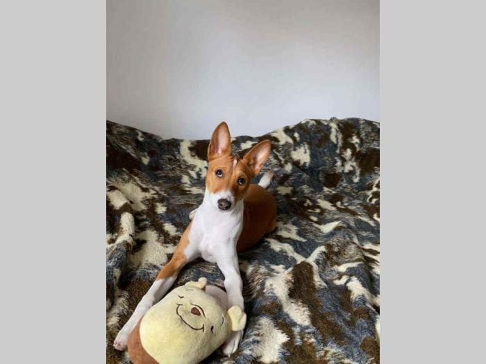 basenji žensko štene besplatni mali oglasi