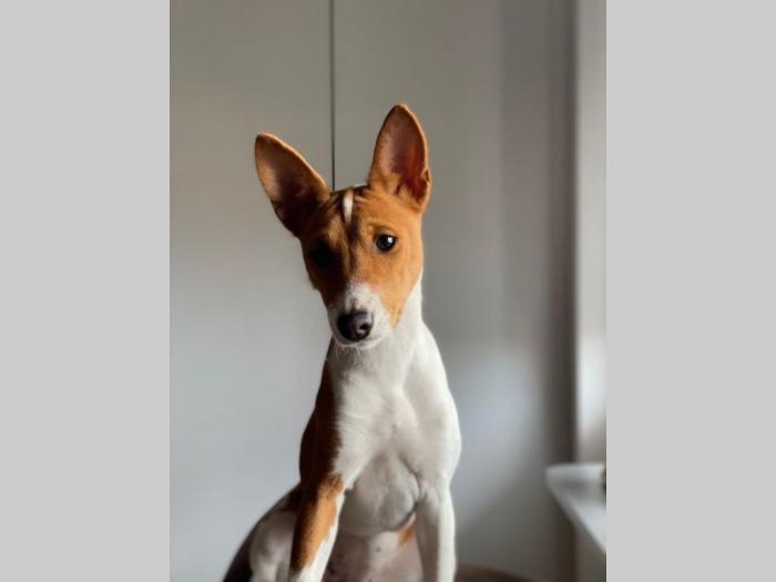 basenji žensko štene besplatni mali oglasi