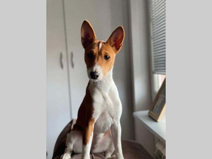 basenji žensko štene besplatni mali oglasi