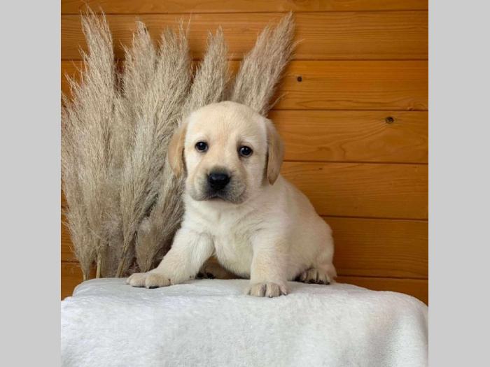 štenci labradora žute boje besplatni mali oglasi