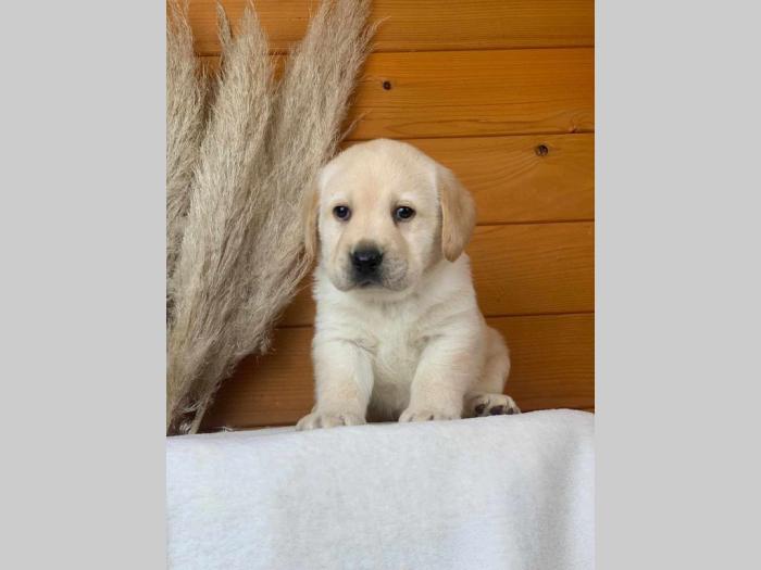 štenci labradora žute boje besplatni mali oglasi