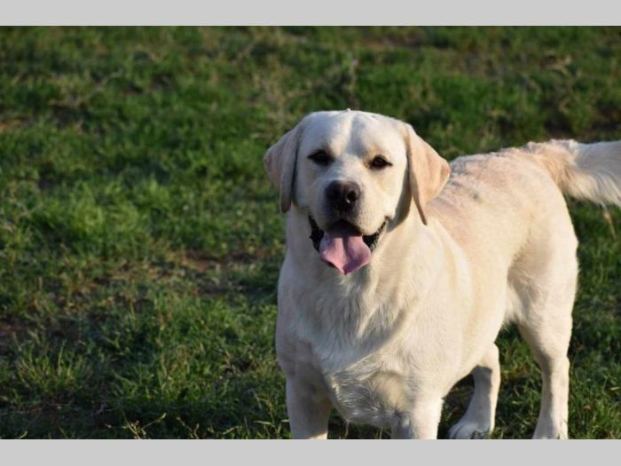 štenci labradora žute boje besplatni mali oglasi